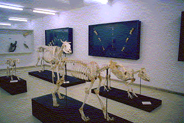 Prehistorical skeletons