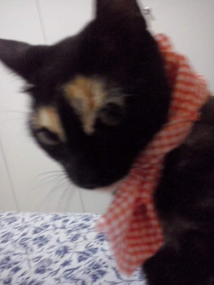 Floffytinha