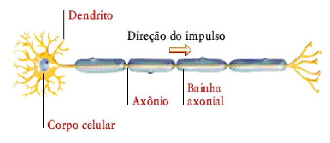 neuronio.gif (15277 bytes)